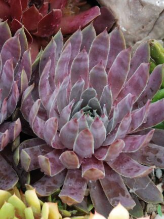 Chick Charms Berry Blues - bag