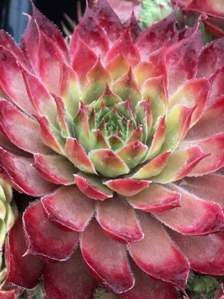 Chick Charms Butterscotch Baby - bag