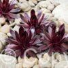 Sempervivum Chick Charms Cherries Jubilee