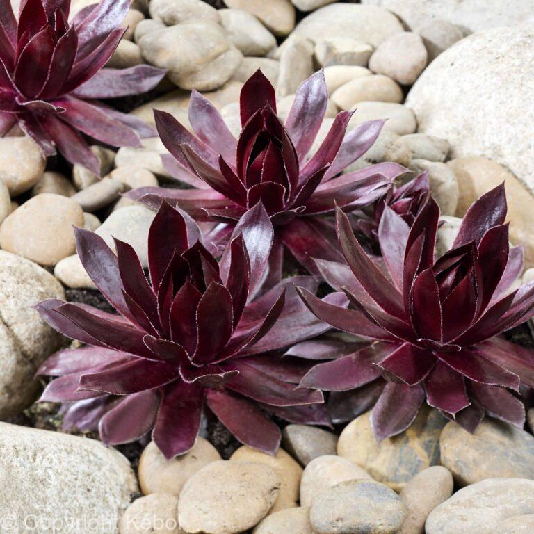 Sempervivum Chick Charms Cherries Jubilee
