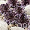 Sempervivum Chick Charms Choco Latte