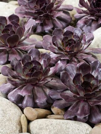 Chick Charms Choco Latte - bag