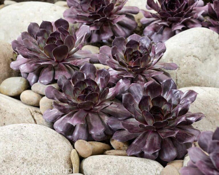 Sempervivum Chick Charms Choco Latte