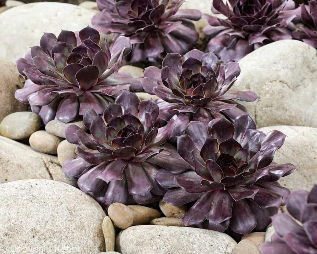 Sempervivum Chick Charms Choco Latte