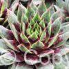 Sempervivum Chick Charms Cranberry Cocktail