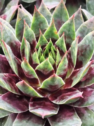 Chick Charms Cranberry Cocktail - bag