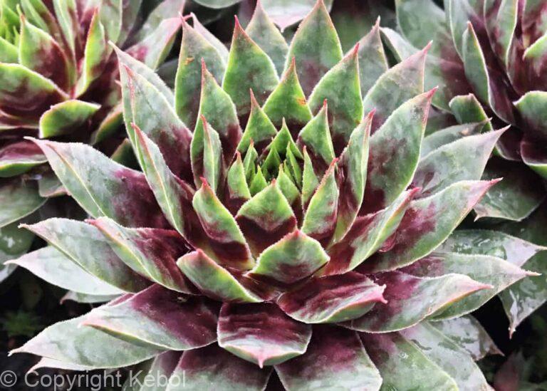 Sempervivum Chick Charms Cranberry Cocktail