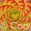 Sempervivum Chick Charms Gold Nugget