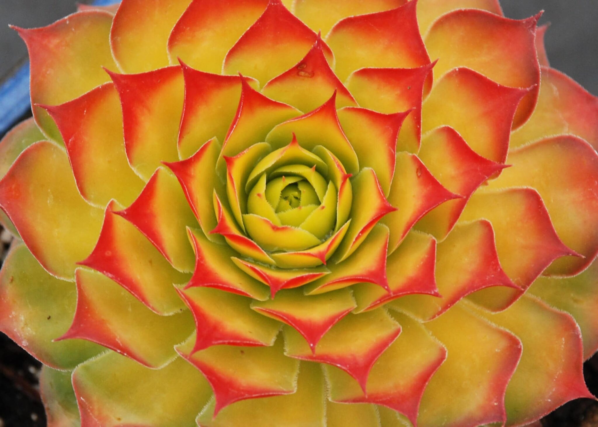 Sempervivum Chick Charms Gold Nugget