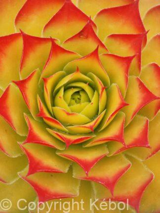 Chick Charms Gold Nugget - bag