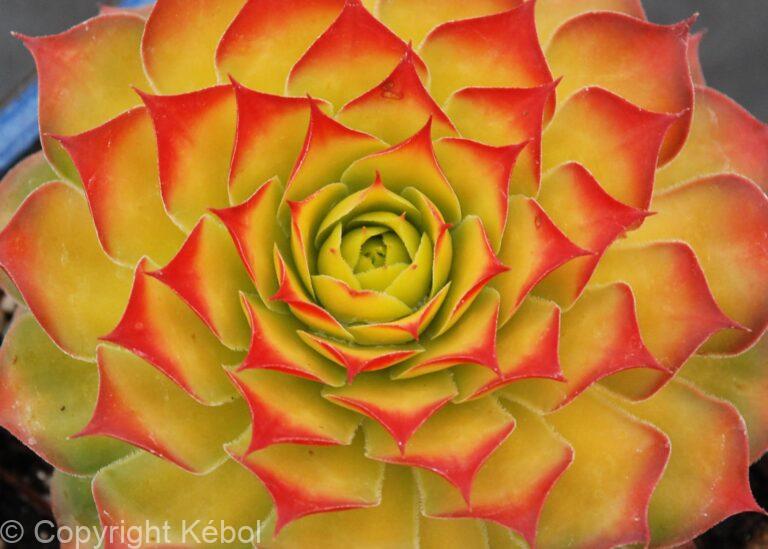 Sempervivum Chick Charms Gold Nugget