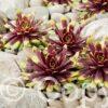 Sempervivum Chick Charms Gold Rush