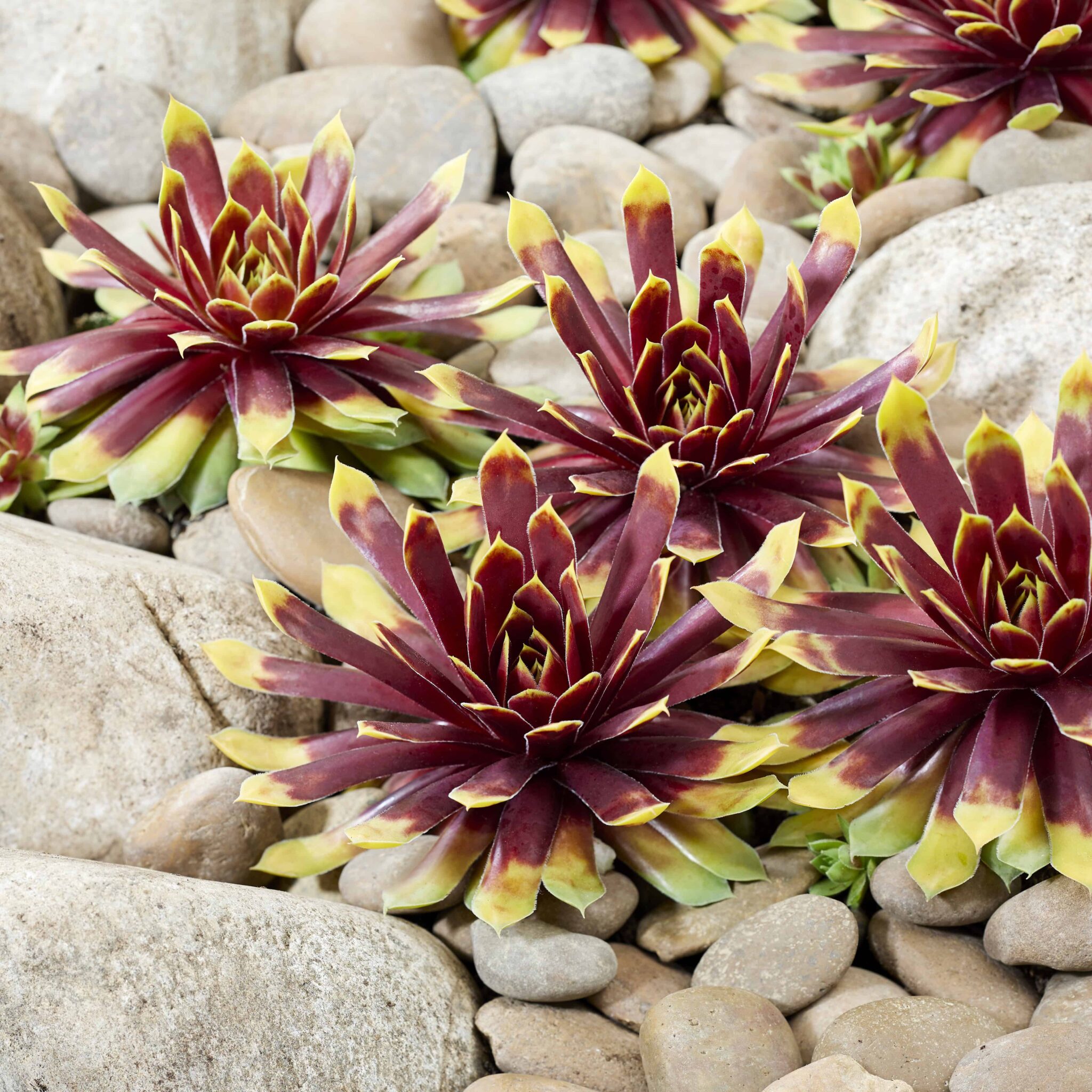 Sempervivum Chick Charms Gold Rush