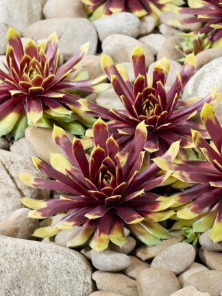 Chick Charms Gold Rush - bag