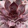 Sempervivum Chick Charms Grape Galaxy