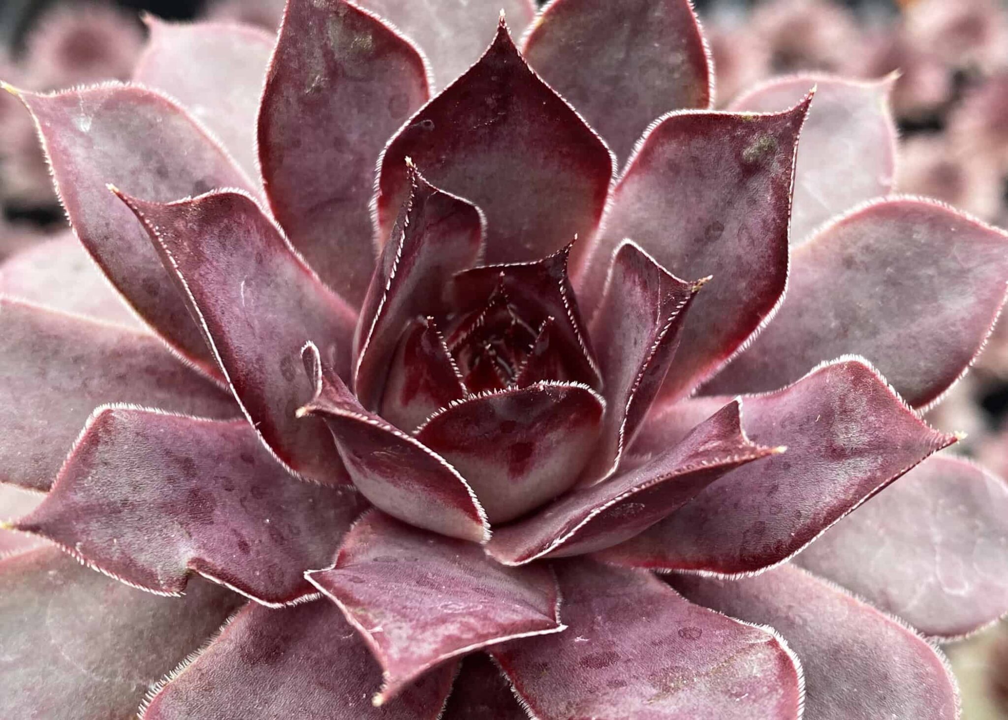 Sempervivum Chick Charms Grape Galaxy