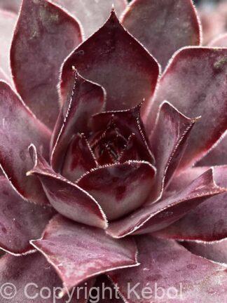 Chick Charms Grape Galaxy - bag