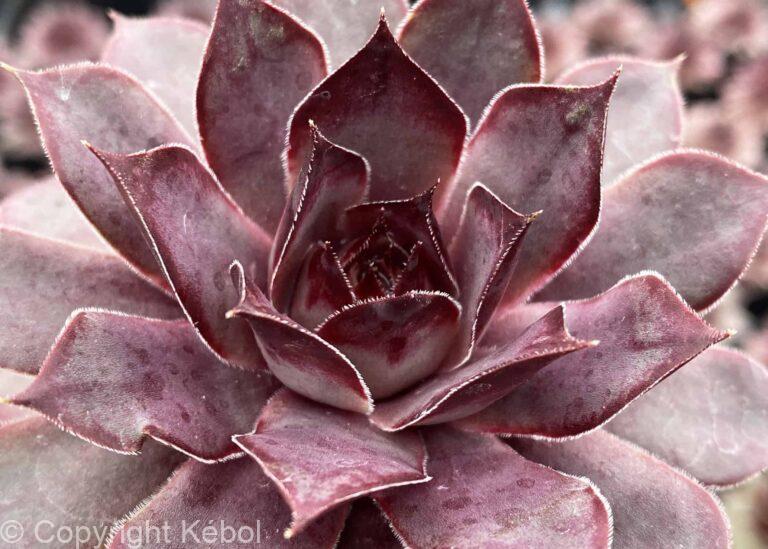 Sempervivum Chick Charms Grape Galaxy