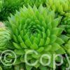 Sempervivum Chick Charms Key Lime Kiss