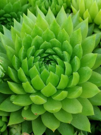 Chick Charms Key Lime Kiss - bag