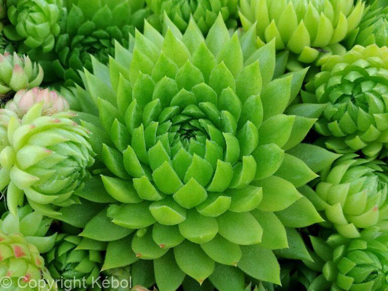 Sempervivum Chick Charms Key Lime Kiss