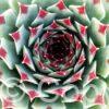 Sempervivum Chick Charms Mint Marvel