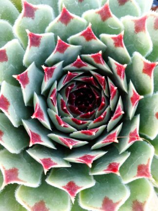 Chick Charms Mint Marvel - bag