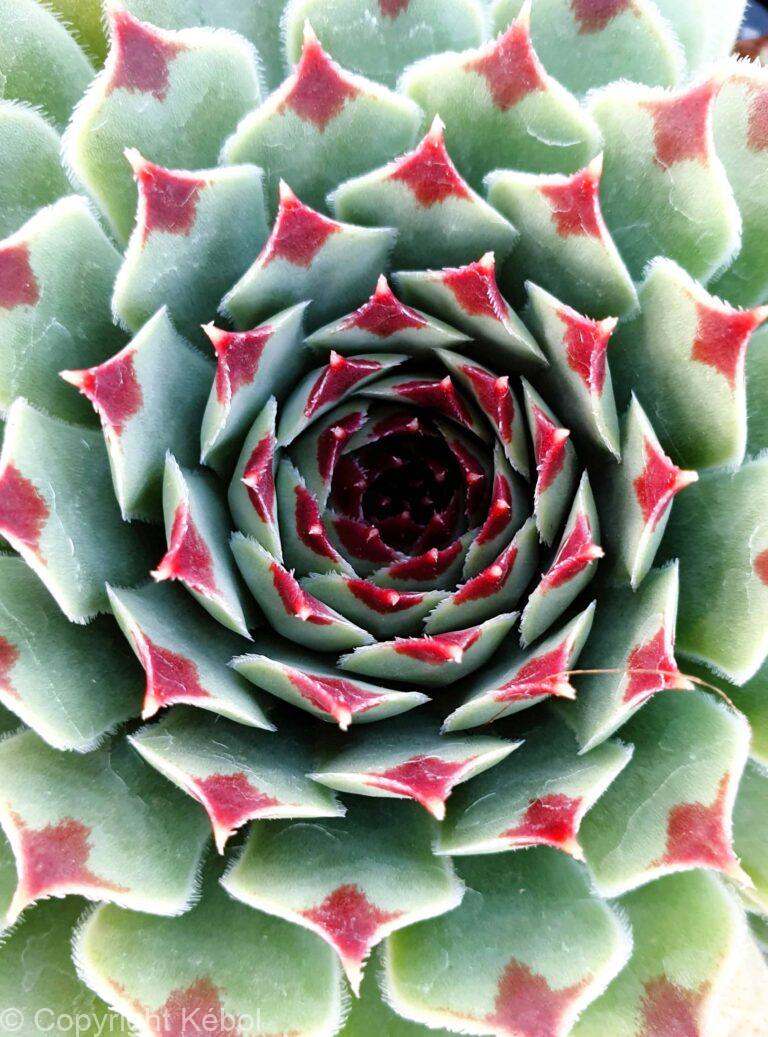 Sempervivum Chick Charms Mint Marvel