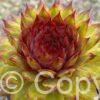 Sempervivum Chick Charms Pineapple Paradise