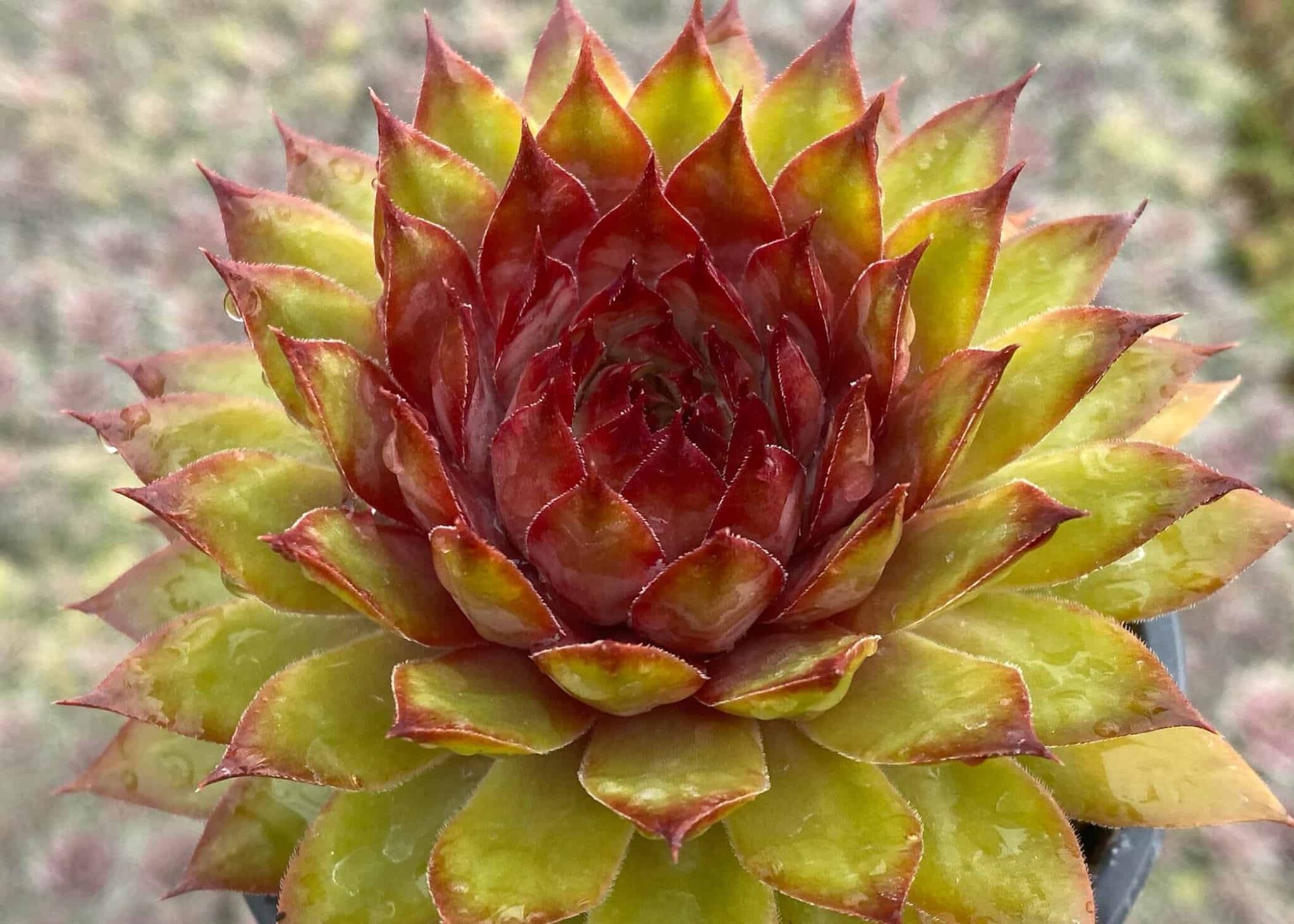 Sempervivum Chick Charms Pineapple Paradise