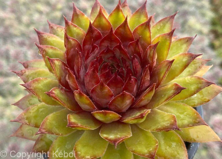 Sempervivum Chick Charms Pineapple Paradise