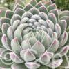 Sempervivum Chick Charms Sugar Shimmer