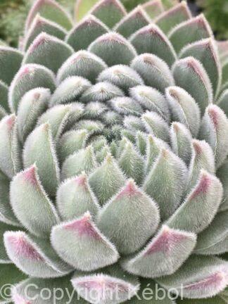 Chick Charms Sugar Shimmer - bag