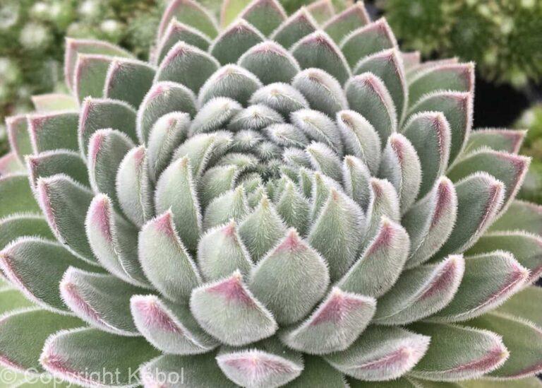 Sempervivum Chick Charms Sugar Shimmer