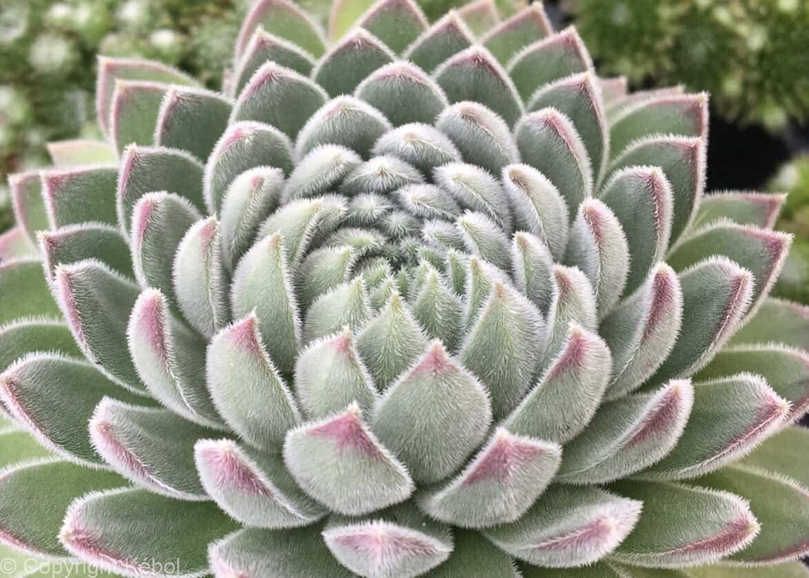 Sempervivum Chick Charms Sugar Shimmer