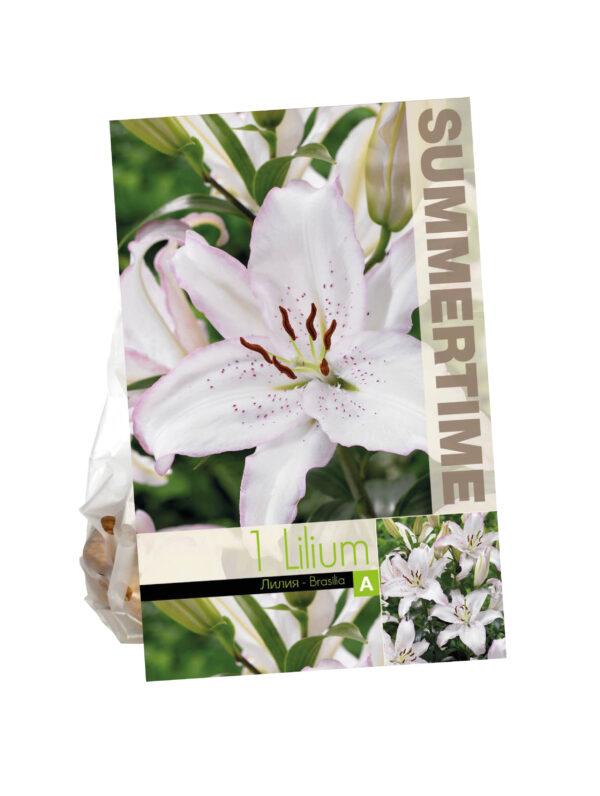 Lilium Brasilia