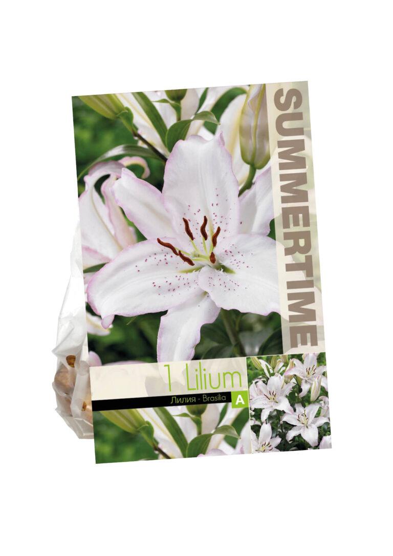 Lilium Brasilia