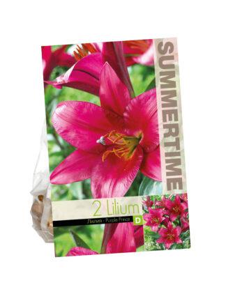 Lilium Purple Prince