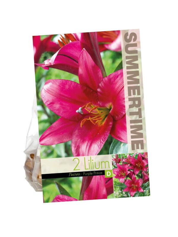 Lilium Purple Prince