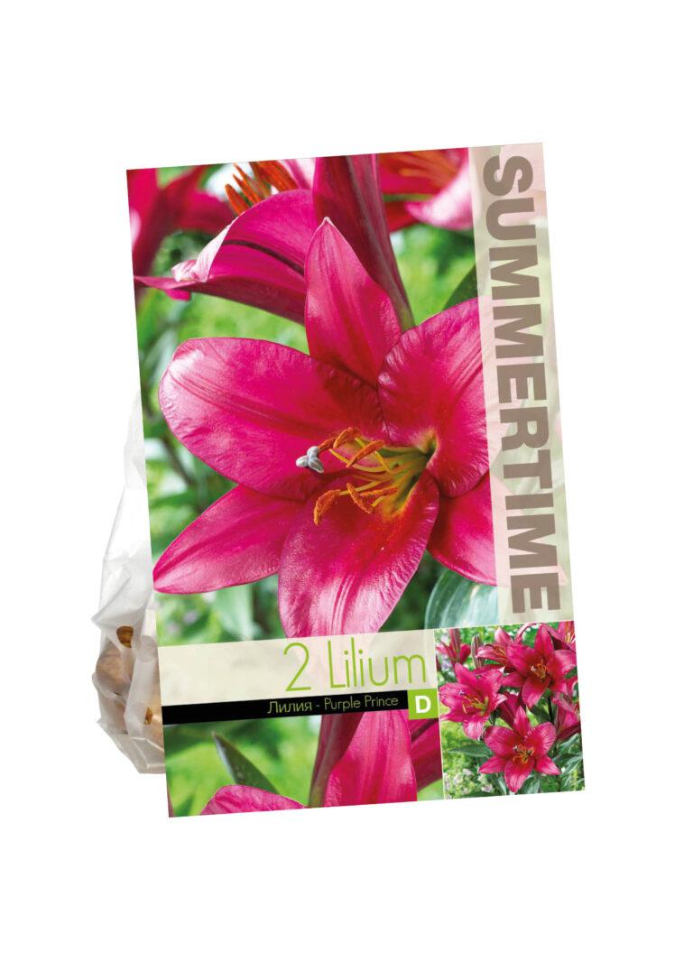 Lilium Purple Prince