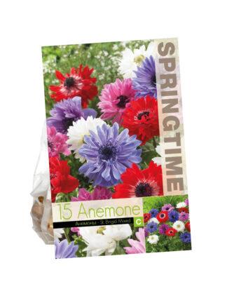 Anemone St. Brigid Mixed