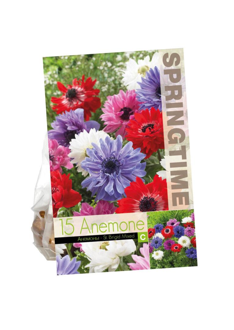 Anemone St. Brigid Mixed