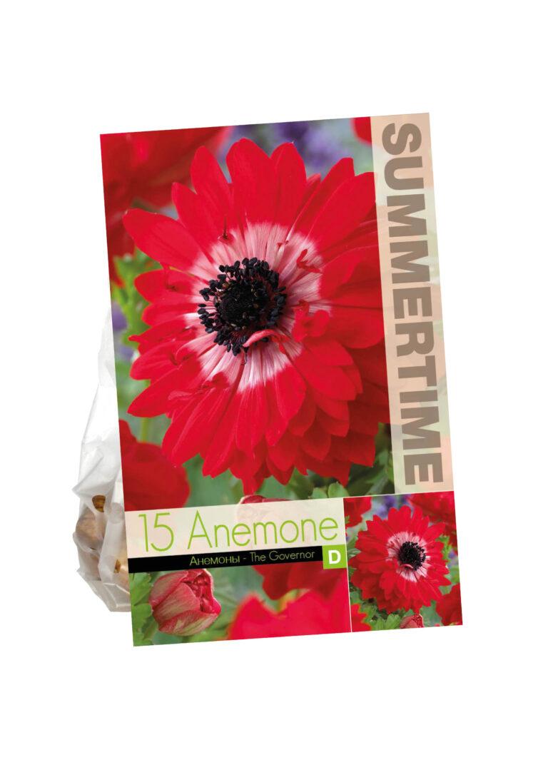 Anemone The Governor