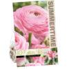 Ranunculus Pink