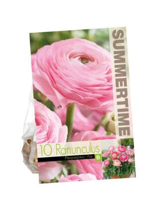 Ranunculus Pink