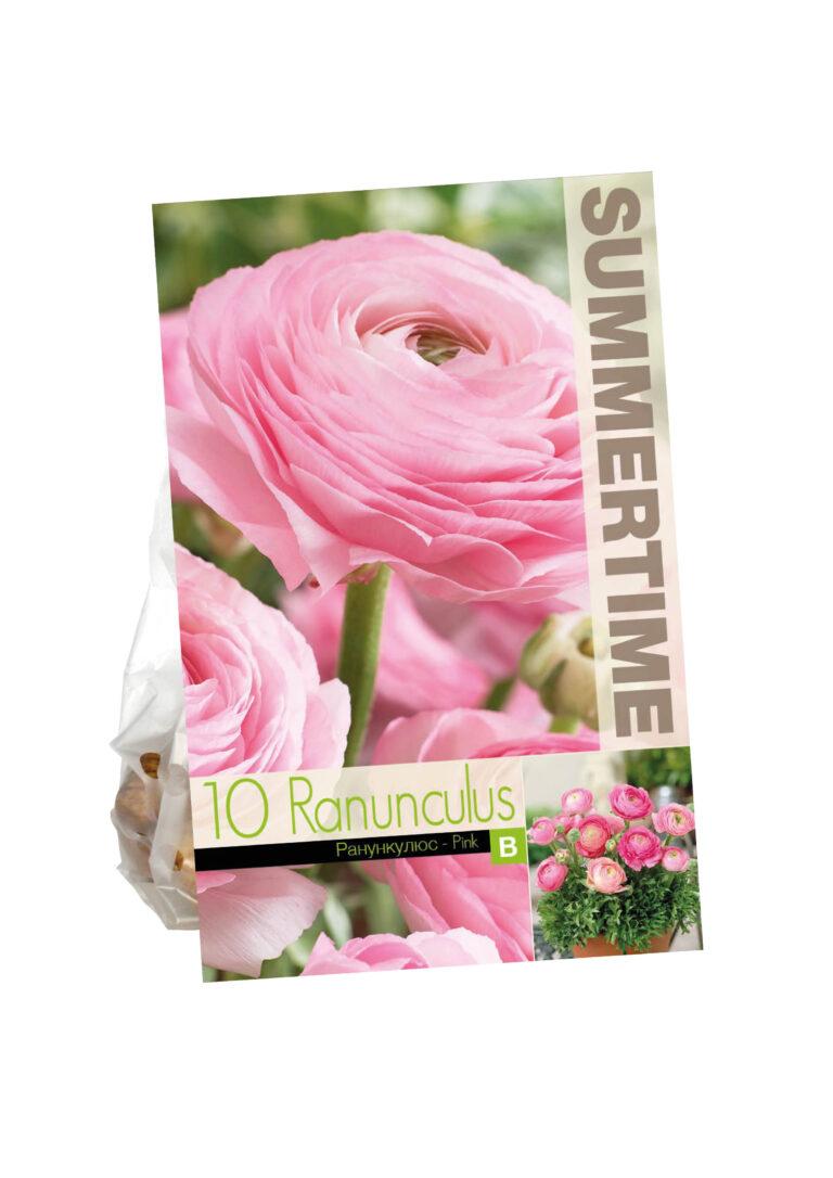 Ranunculus Pink