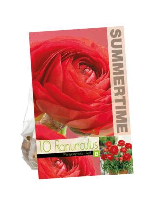 Ranunculus Red