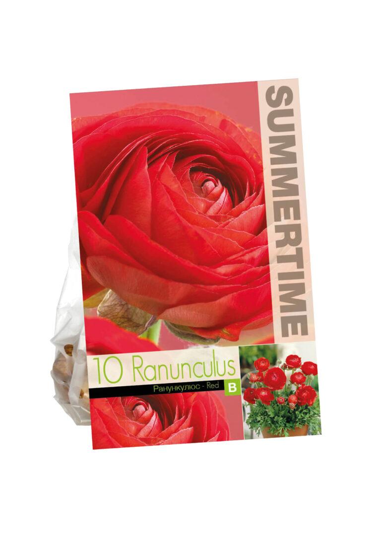 Ranunculus Red