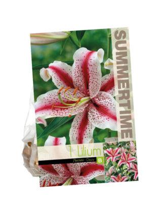 Lilium Dizzy