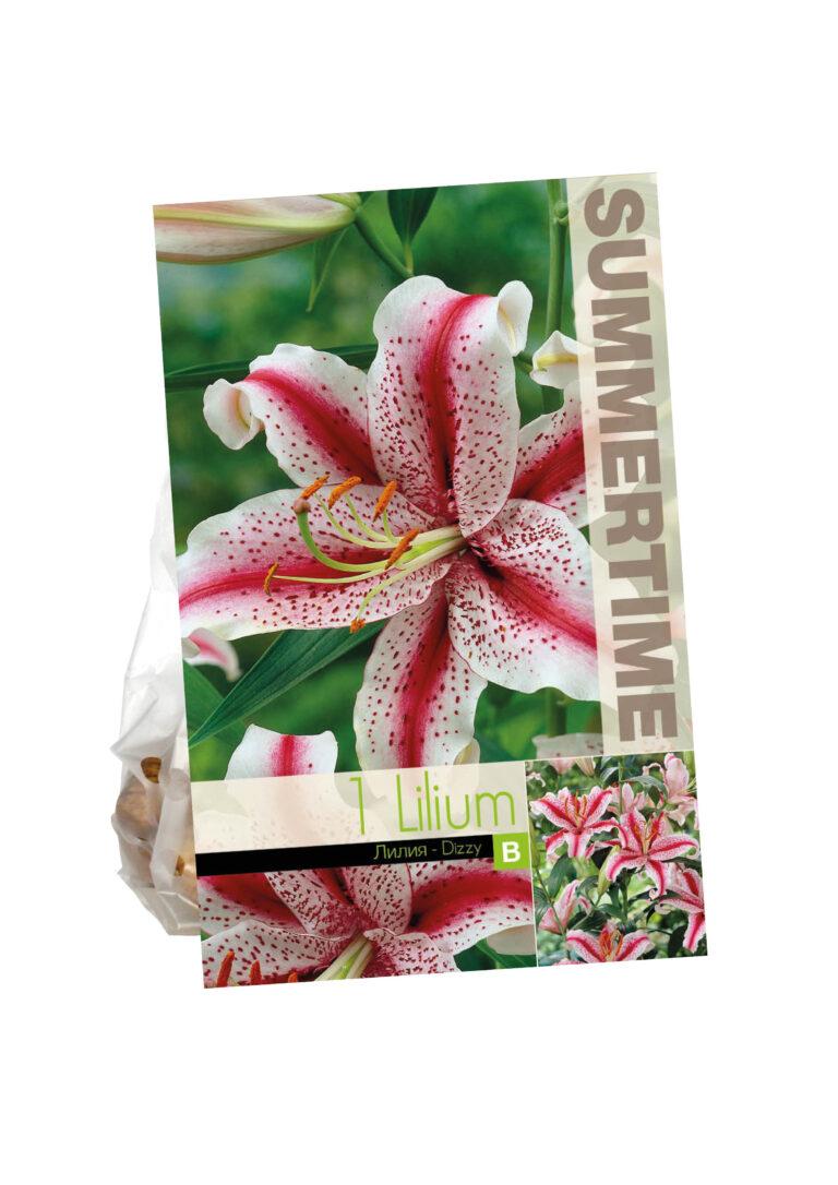 Lilium Dizzy